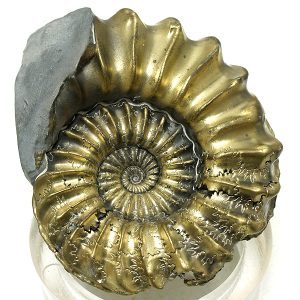 ammonites piritizado